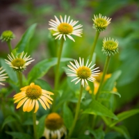 Atlanta Botanical Gardens