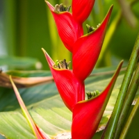 Atlanta Botanical Gardens