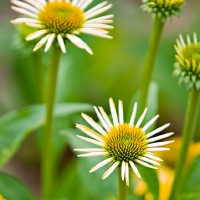 Atlanta Botanical Gardens