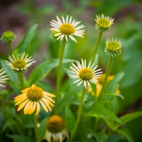 Atlanta Botanical Gardens